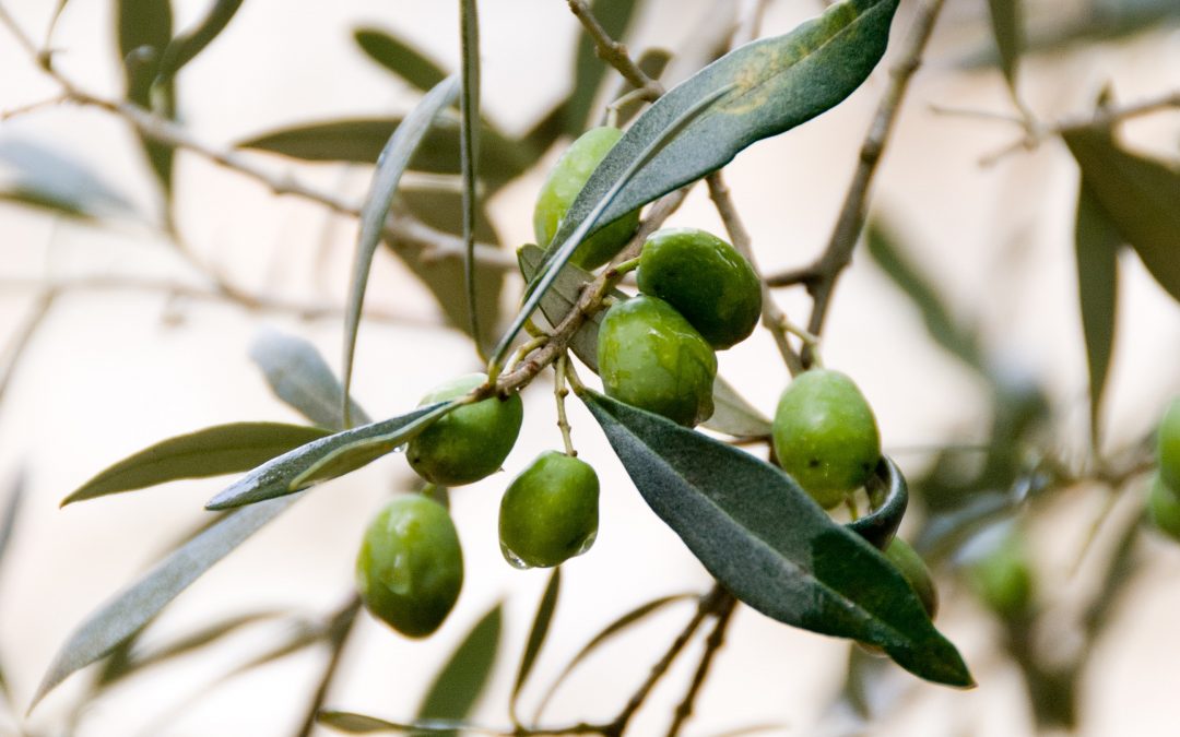 Pick out the Olives